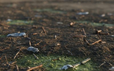 ¡Ojo al Suelo! Destapamos la Contaminación del Suelo.